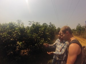 Visite d'une plantation de café